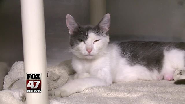 'Meow Luau' adoption special all this week