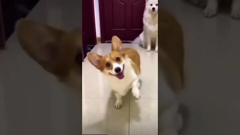 Wait for her😂 | #shorts | #trending | #viral | #funnydogs | #cutedogs