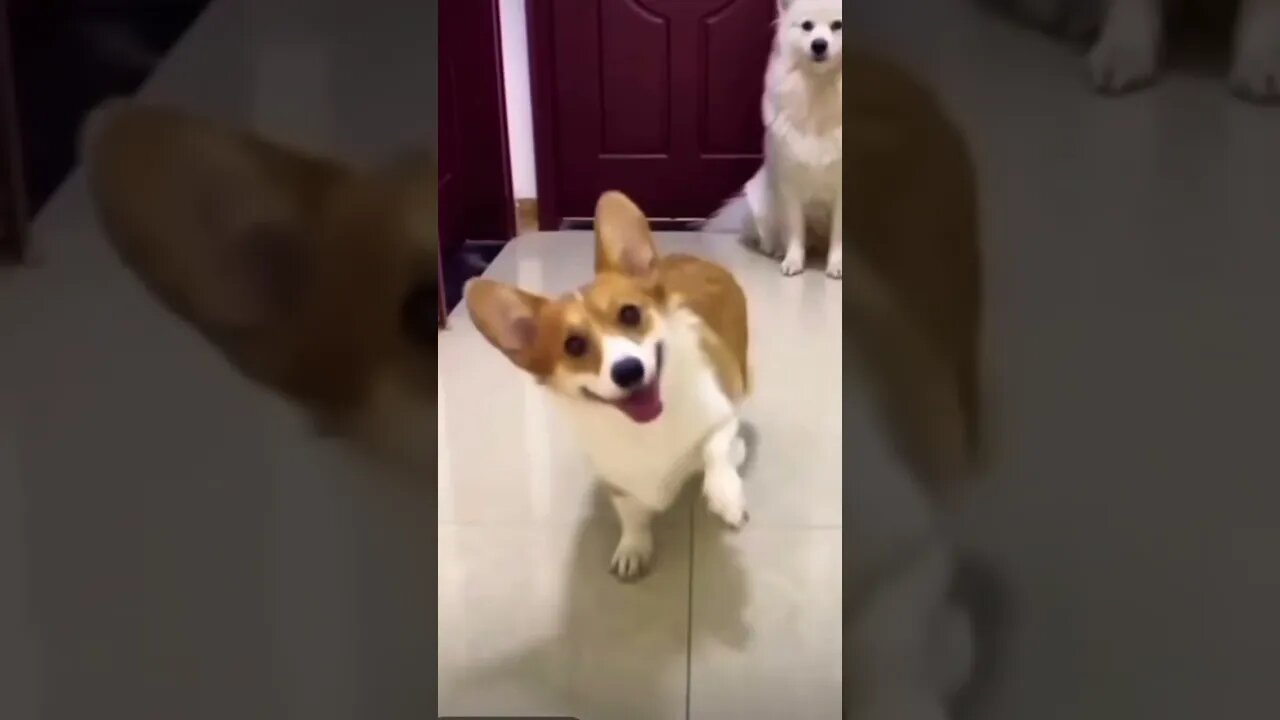 Wait for her😂 | #shorts | #trending | #viral | #funnydogs | #cutedogs