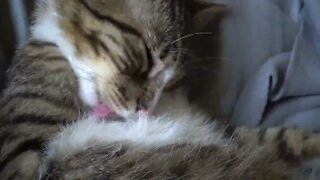 Little Cat Grooms Himself