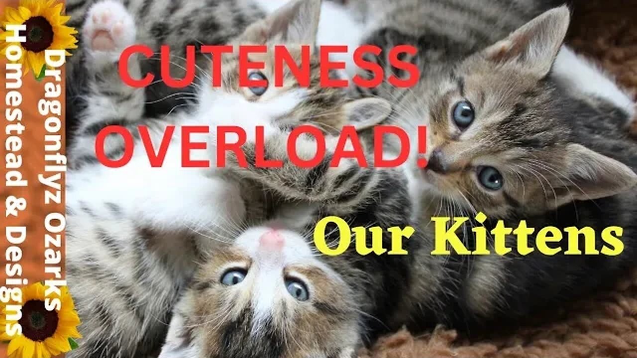 Cuteness Overload!! #kittens #viral #trending