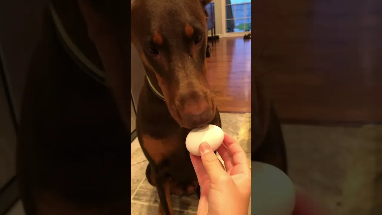Watch the Doberman's Egg citing Breakfast Adventure!