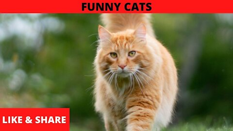 Cat funny Videos to Make You Smile! 2021