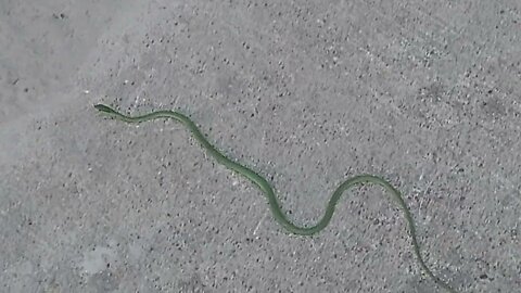 Rough Green Snake, Non-Venomous