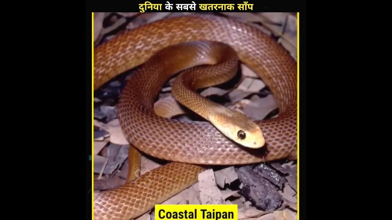 सबसे खतरनाक साँप || most dangerous snake 🤯#shorts #youtubeshorts #facts