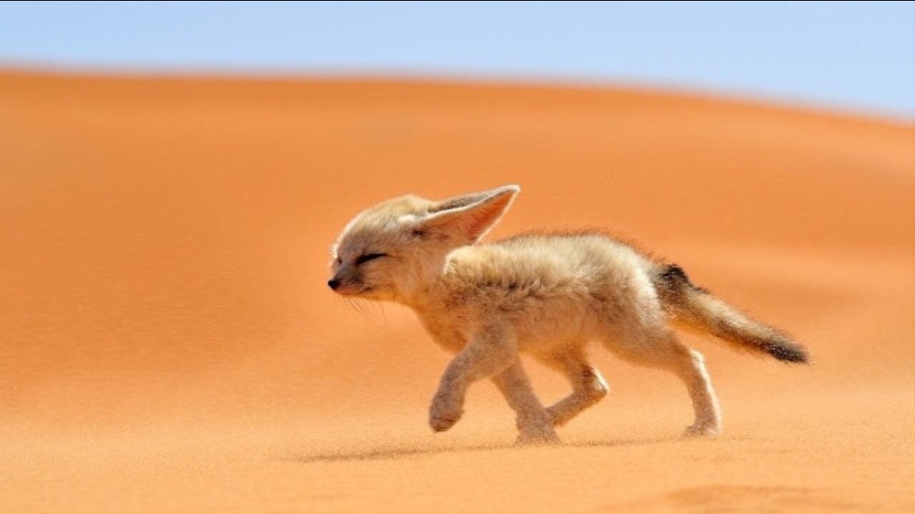 Playful Fennec Foxes Play Fighting.