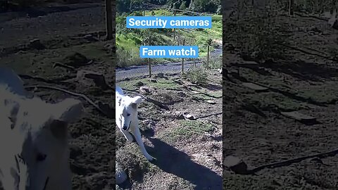 Monitoring Farm Animals