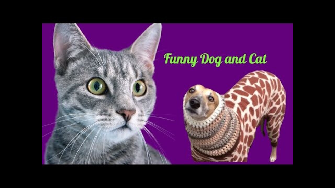 Funny dog videos, Funniest animals | Funny creatures 'life