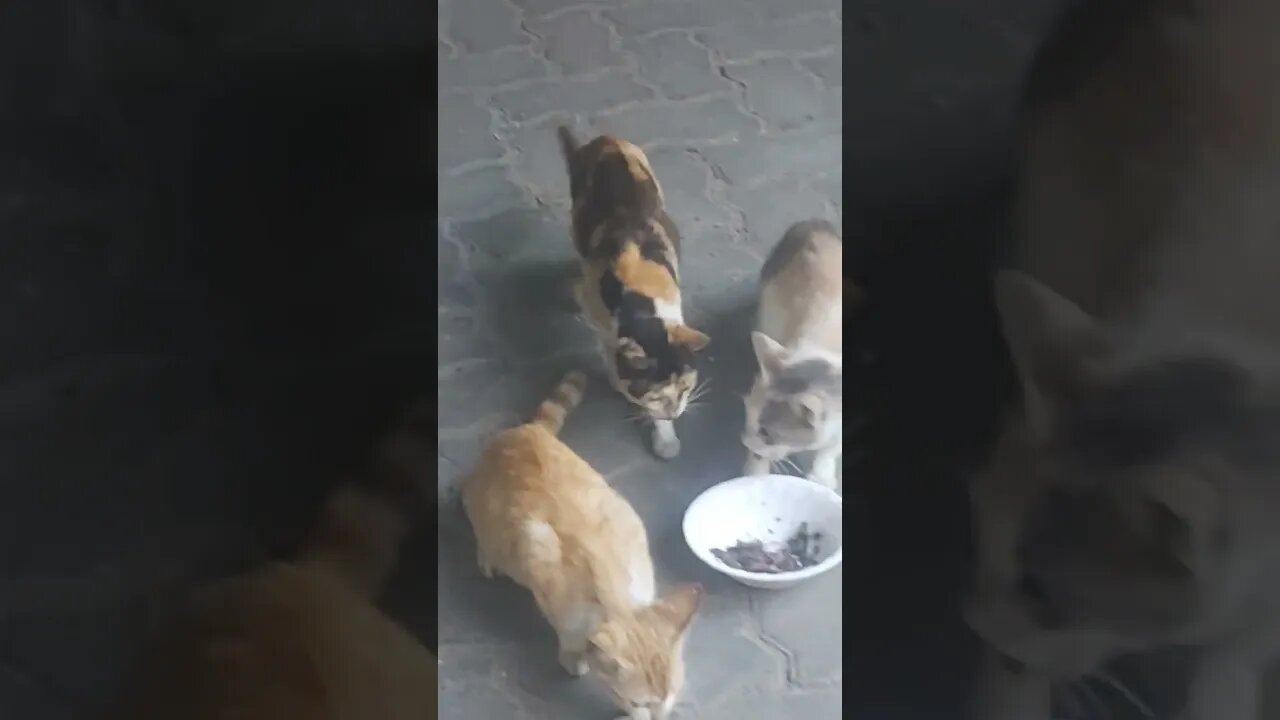 group of cats share food
