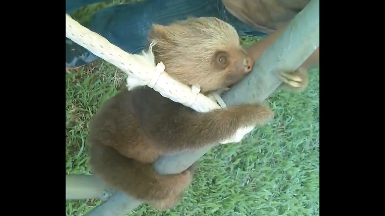 Cute baby sloths