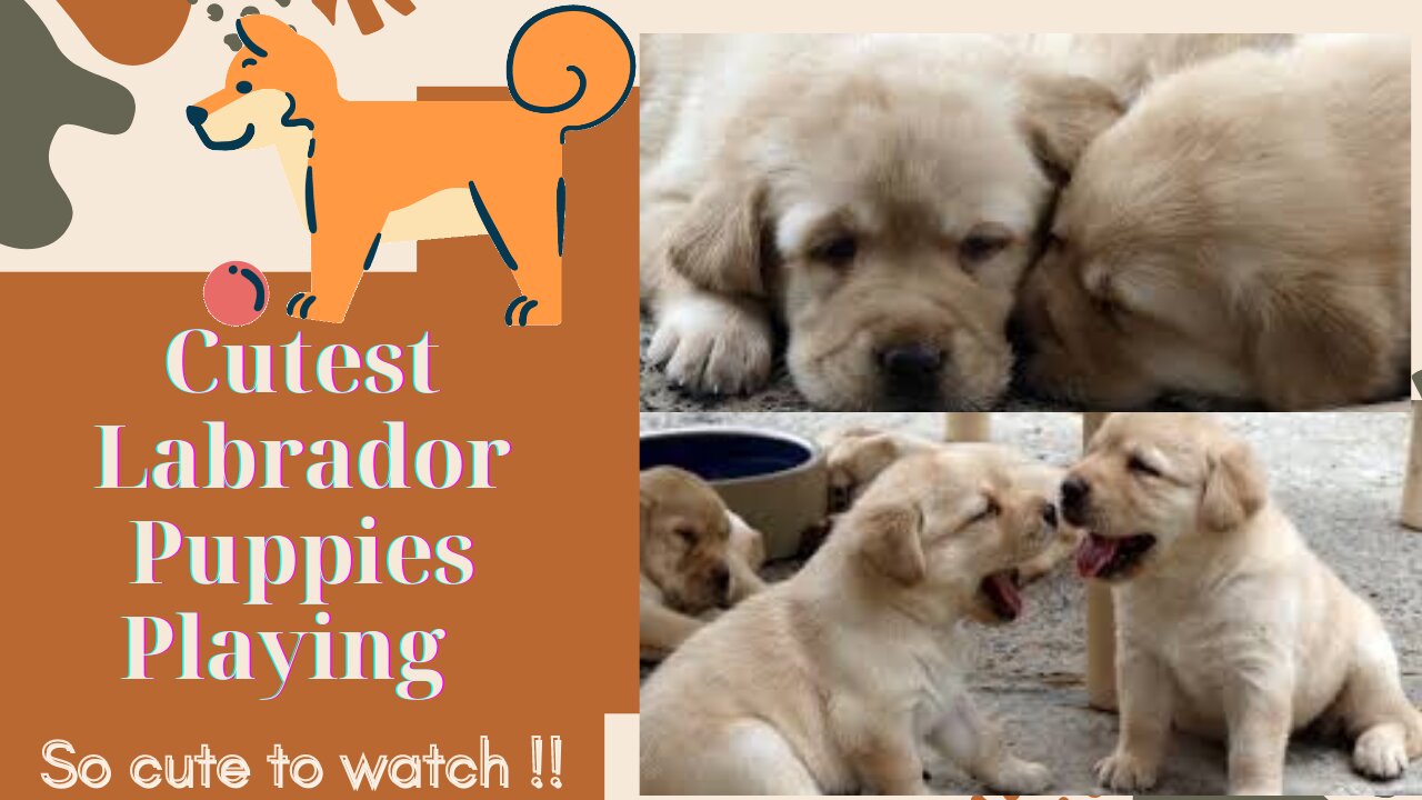 Cutest Labrador Puppies Playing || So cute to watch !!