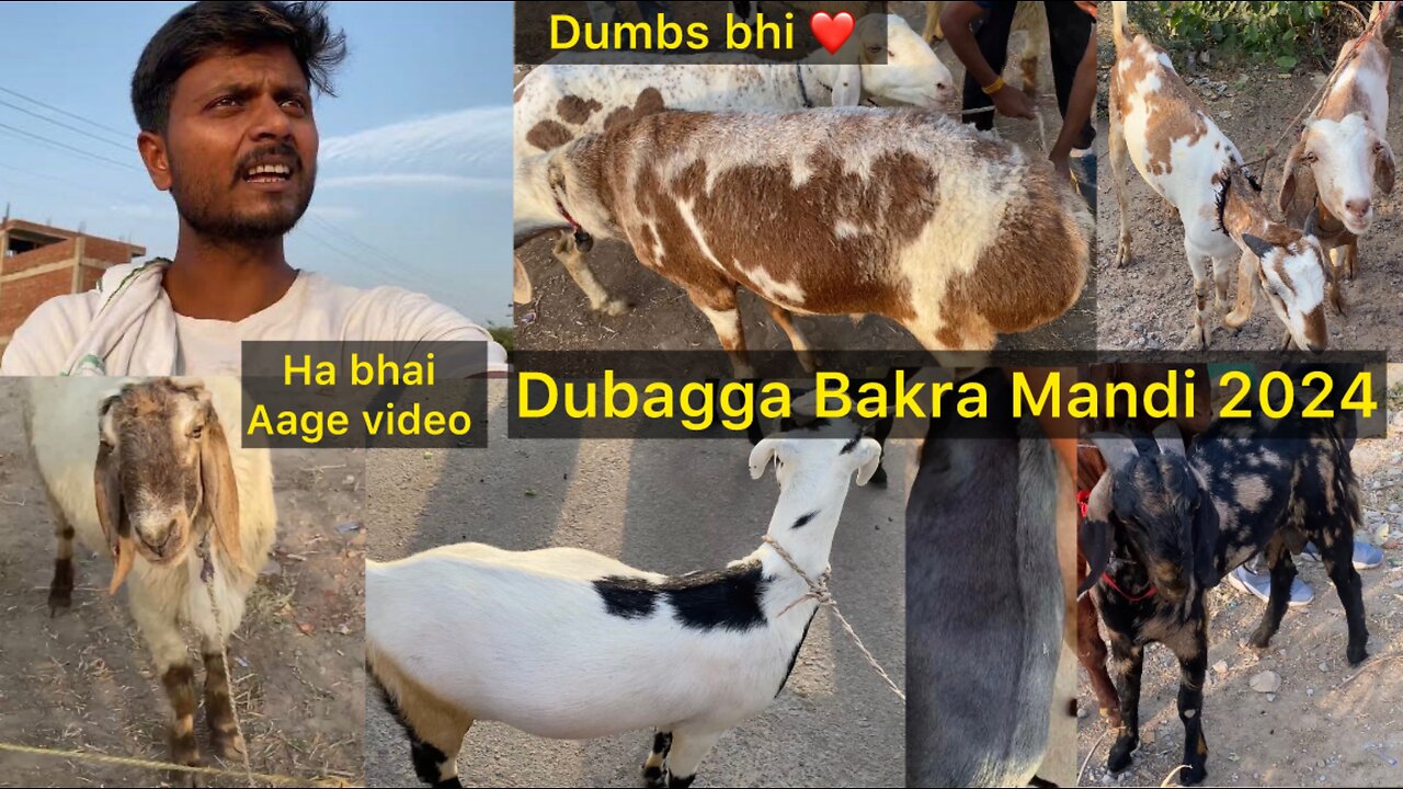 Dubagga Bakra Mandi 2024 | Bakra Eid Ki Bazaar | Lucknow Bakra Mandi 2024 | Bakra Bazaar Lucknow |