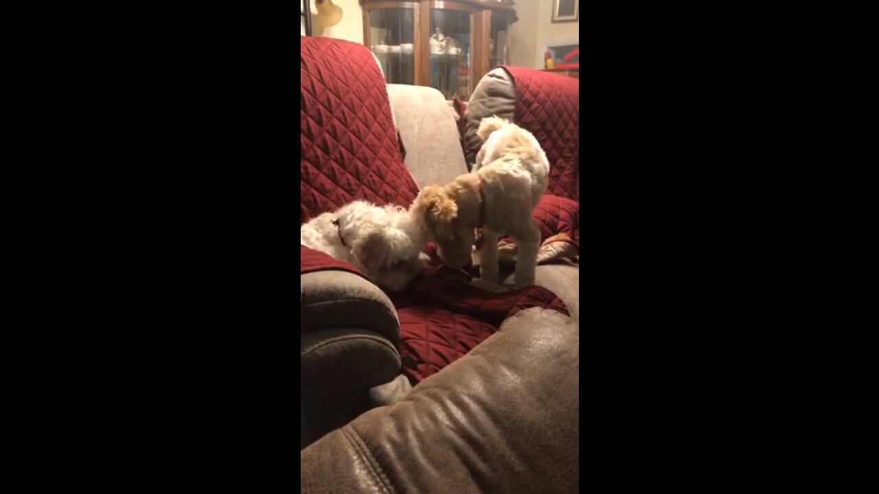 I Can Has Ball?