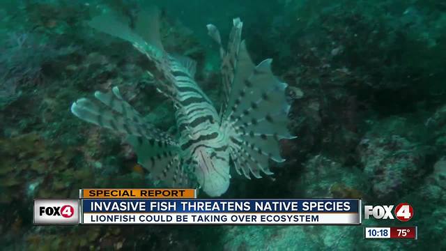 Growing lionfish population threatening to crowd out the native species in Florida waters