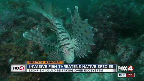 Growing lionfish population threatening to crowd out the native species in Florida waters