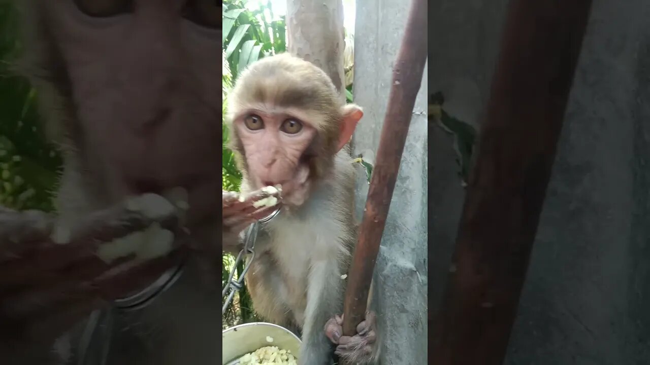 Being Monkey