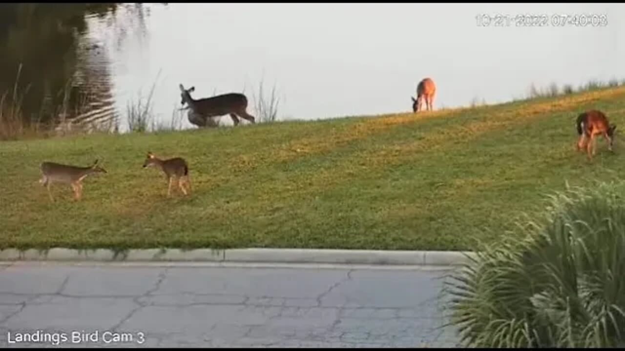 Breakfast at The Lagoon 🦌 10/21/22 07:40