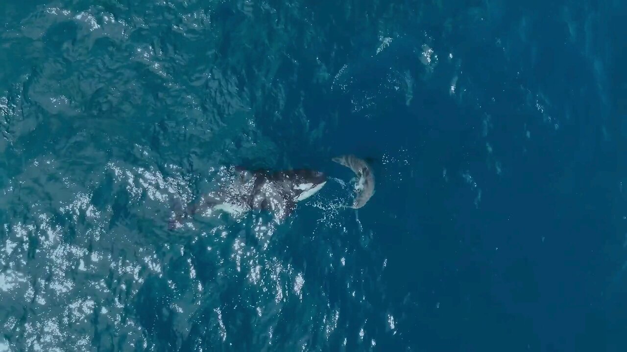 Orca takes down great white shark