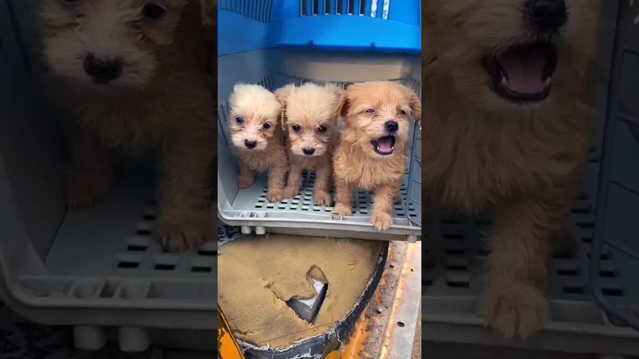 Cutest Puppy barking||howling||puppies sound #shorts #puppy #puppybarking #trending #youtube
