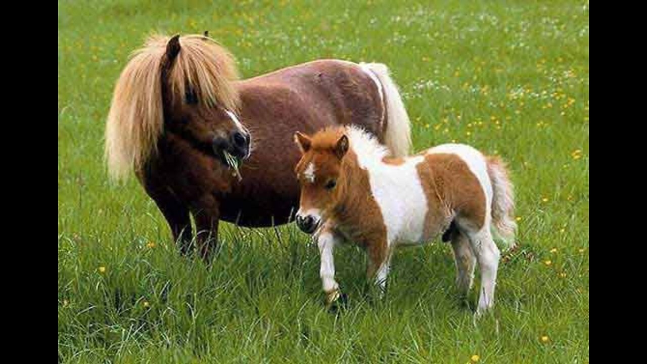 Toddler dares to ride a wagon horse ️‼️ || DELMAN HORSE