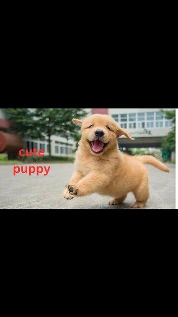 Baby Dog | Cute Puppy Barking | Watach Online Cute Puppies