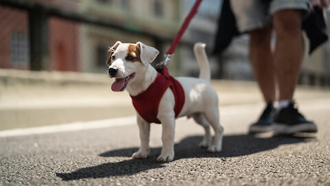 How To Teach ANY dog to walk nice on the leash | 5 MINUTE DOG TRAINING RESULTS!