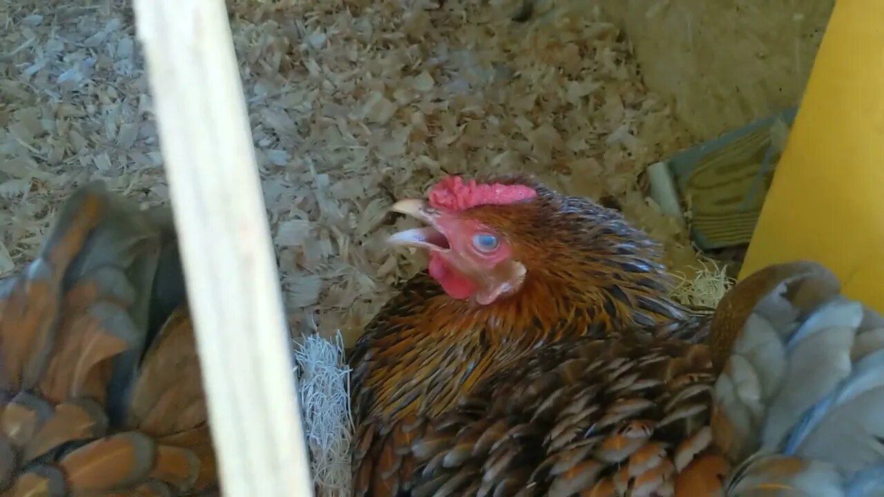 broody hens