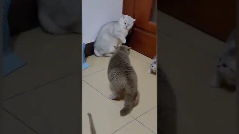 Funny cats