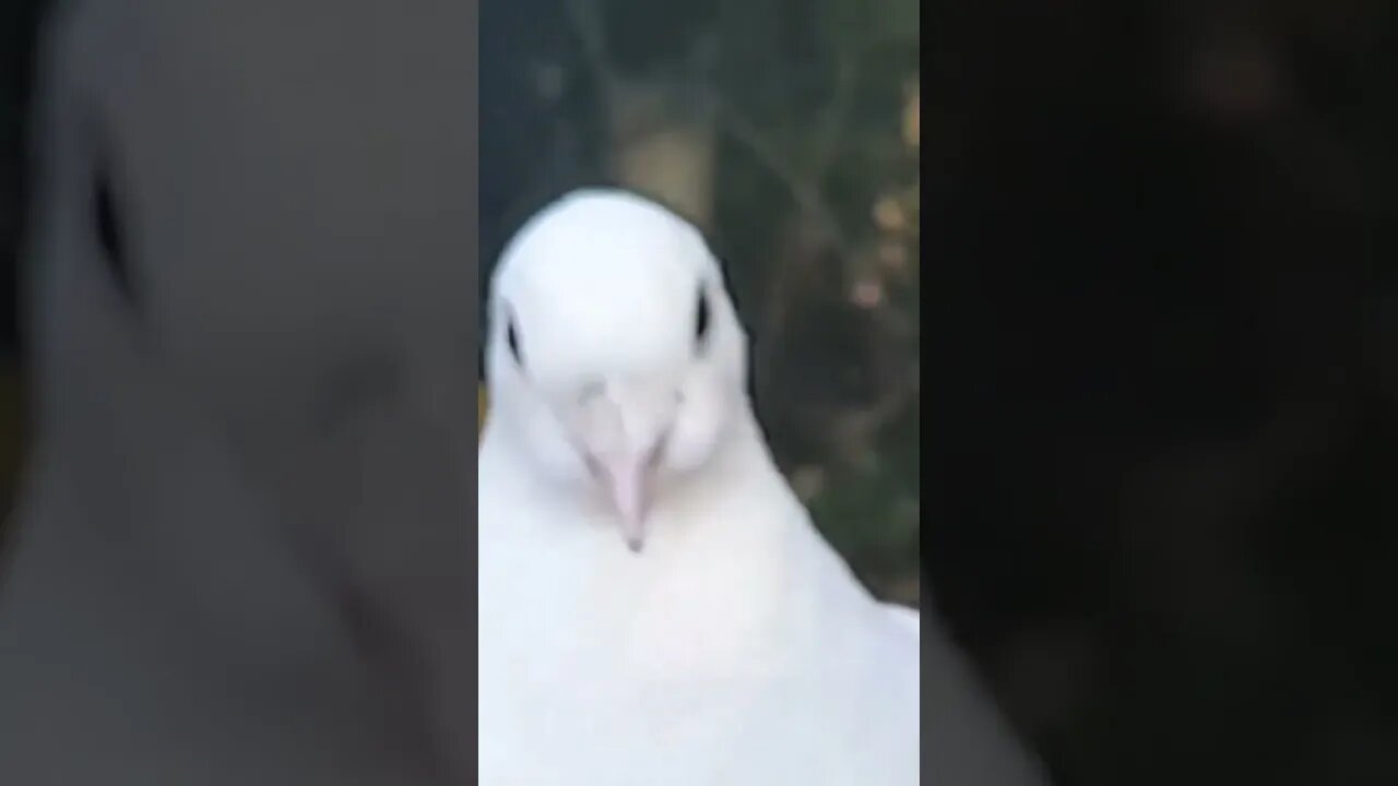 Pigeon #racer #yorkshire #travel #bird