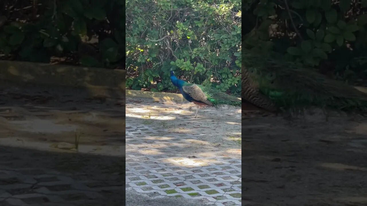 Bonus random Peacock! #shorts #bonus #peacock #random