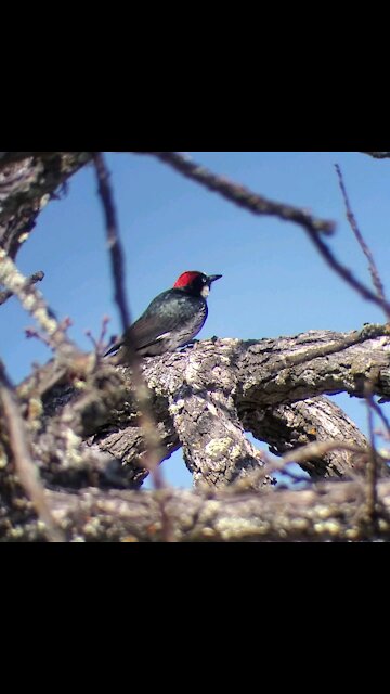 Acorn Woodpecker hiding an acorn