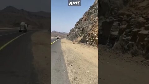 aadami Khilauna Hai WhatsApp status Aaya unt Pahad ke niche