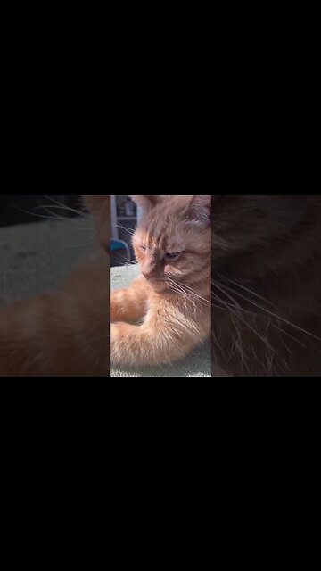 Cat Hanging in his House 🐱 #catvideos