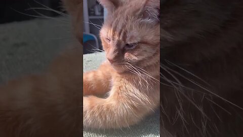 Cat Hanging in his House 🐱 #catvideos