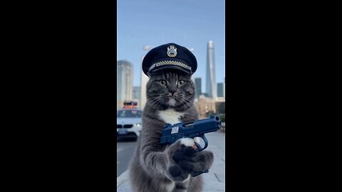 The angry cat police