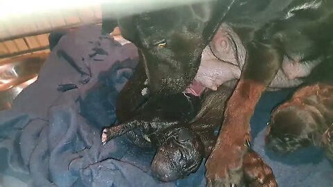 OBI2023 giving birth BSL baby Patterdale Terriers dogs bitch delivering pups puppies