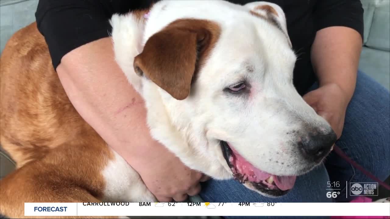 Bucket list created for 10-year-old dog with cancer dropped off at Pasco County shelter