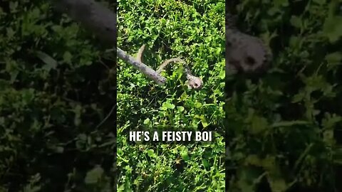 CRAZY SNAKE ATTACK!