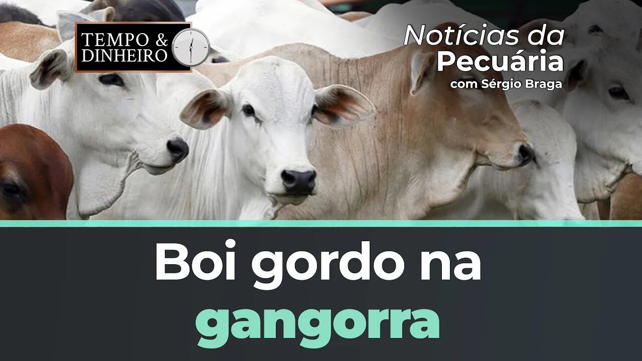 Boi gordo na gangorra de preços desanima produtor que tem expectativa de alta só em julho.