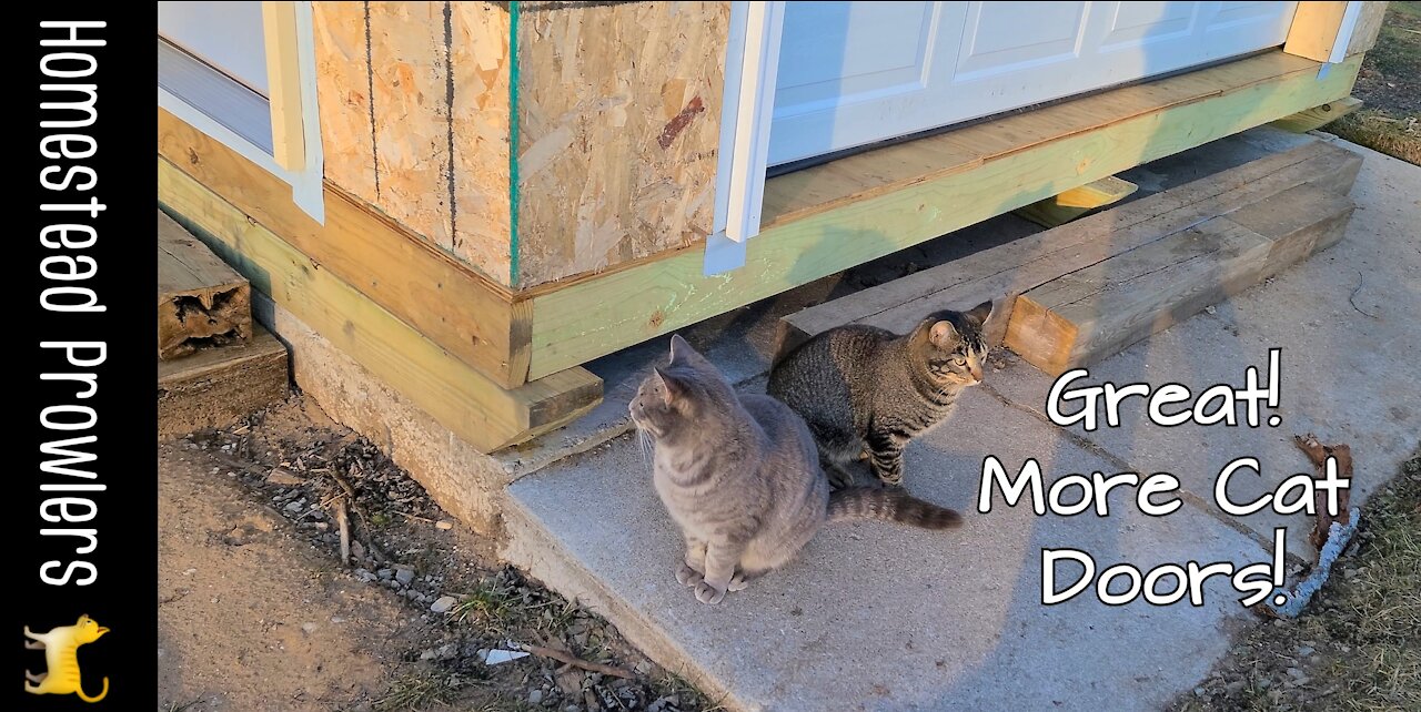 2 Out Of 3 Cats Approve Of The Cat Doors At The Cat Palace!