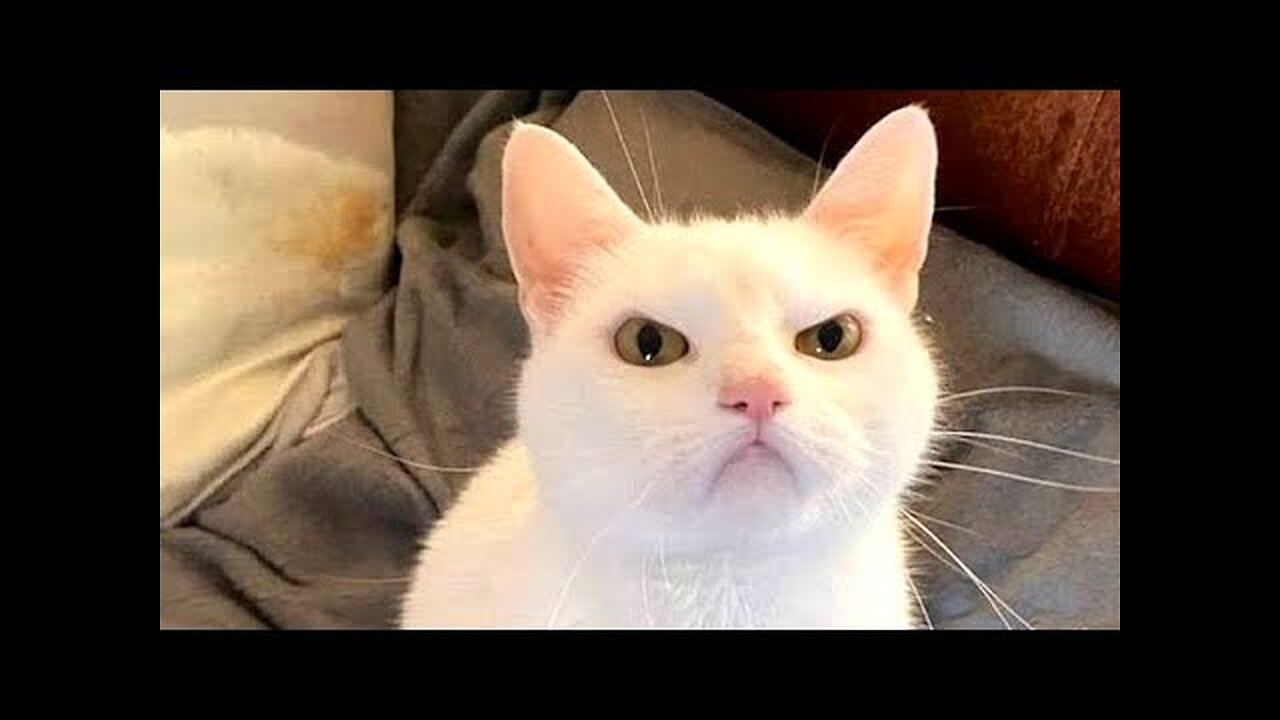 FUNNY CAT MEMES COMPILATION OF 2022