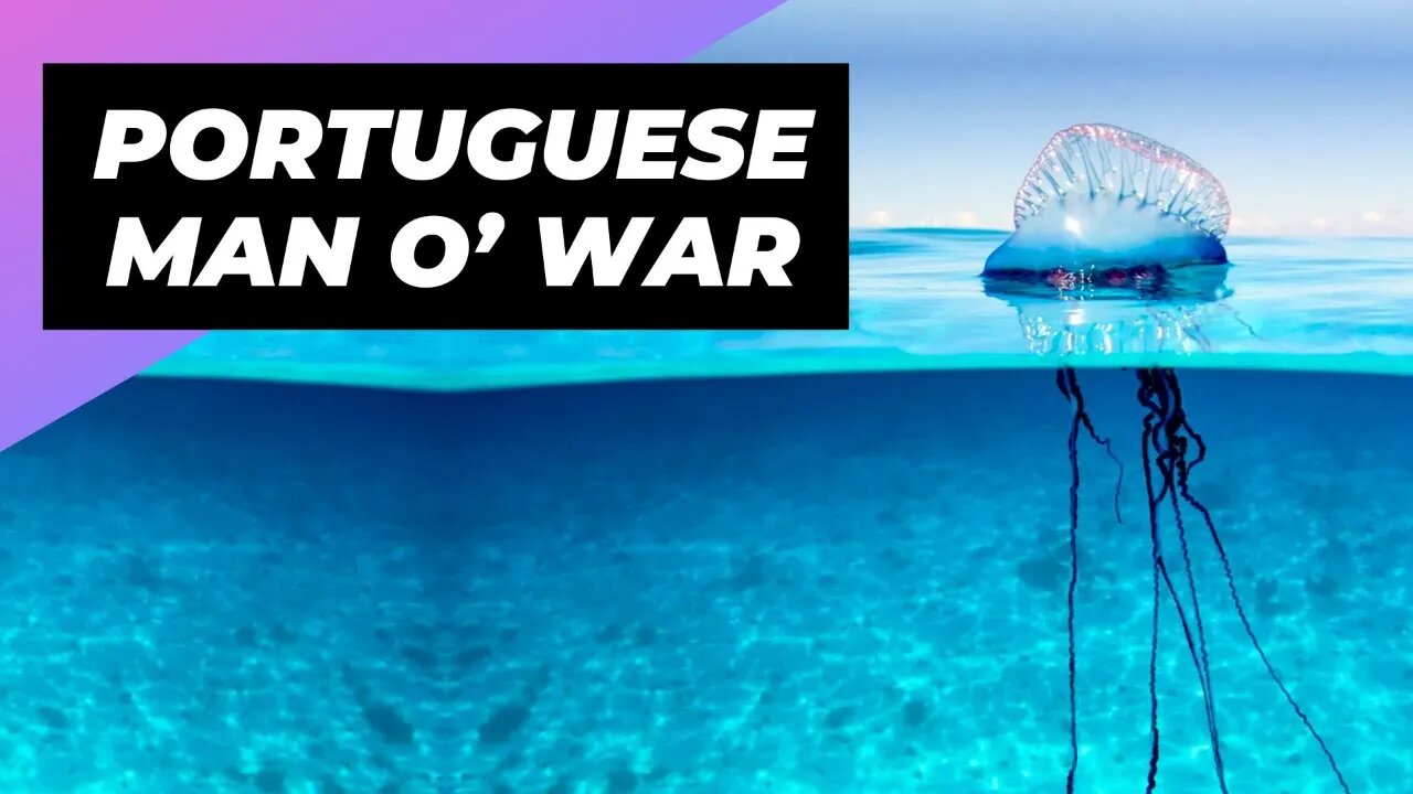 Portuguese Man O’ War 🌊 The Floating Terror of the Ocean!