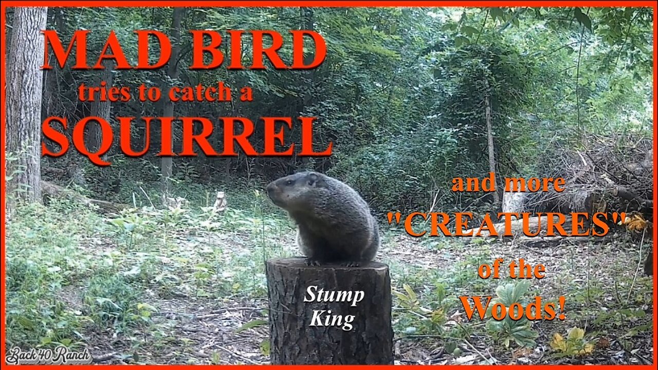 A VERY ANGRY BIRD TRIES HIS BEST TO SCARE A SQUIRREL!