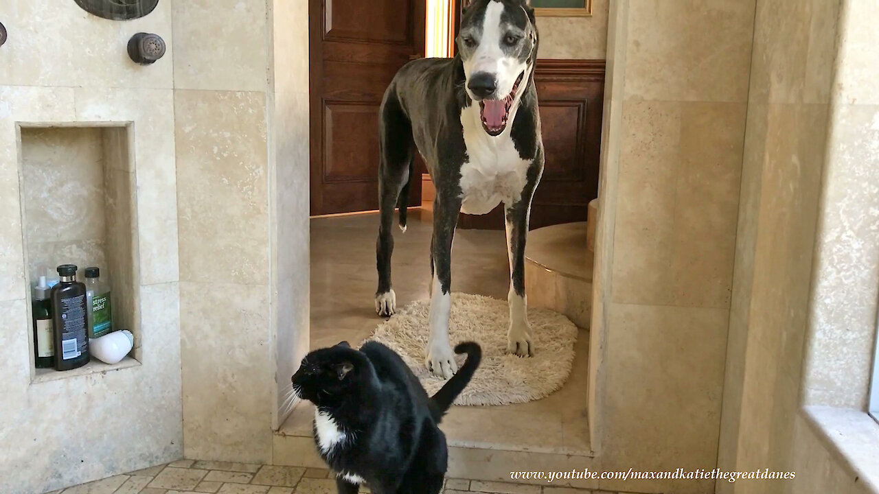 These Dogs Can't Fathom A Cat Who Loves Taking Showers