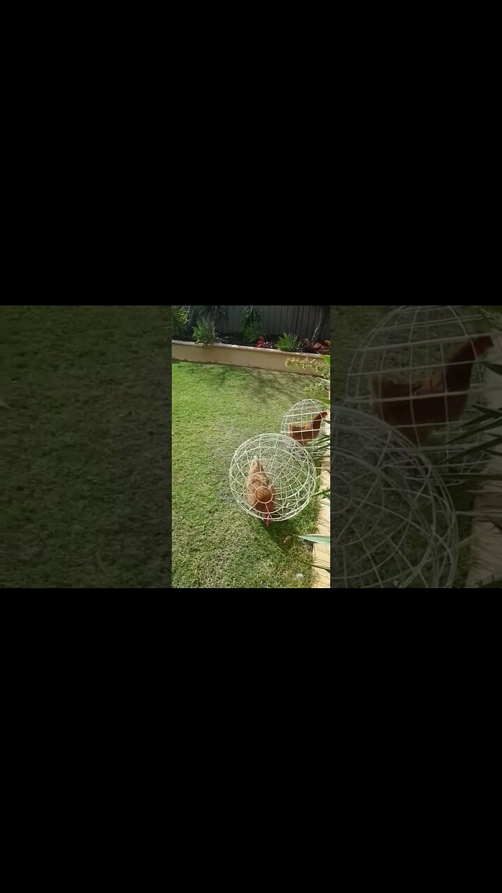 Galinha na pokébola