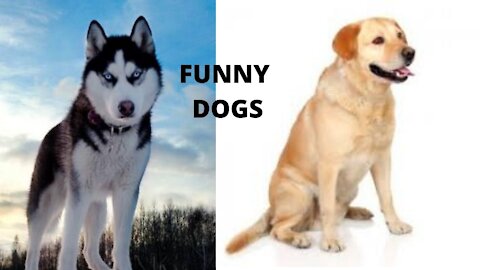 FUNNY DOGS 01