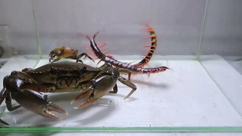 Cua bố Cua Con Rết chúa - Daddy crab Baby crab Centypede32 6