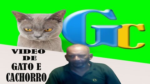 🌎GATOS Sem Raça Definida são bem antigos!