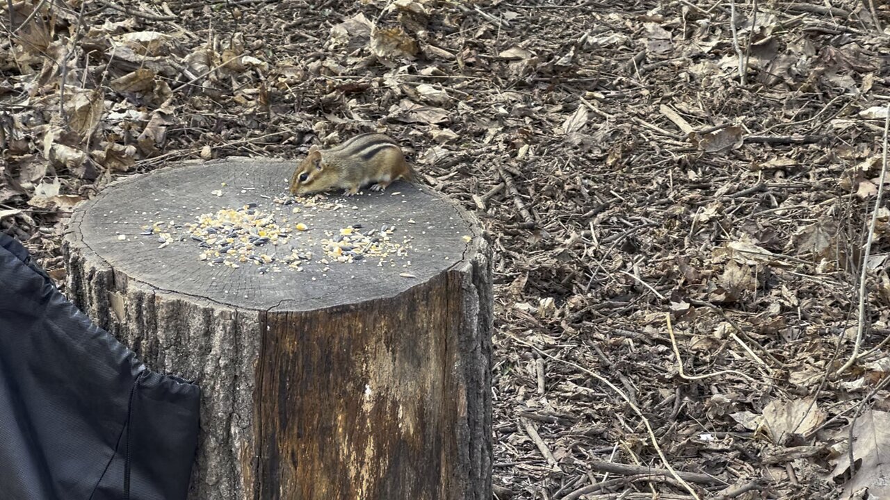 Chipmunk stuffing face