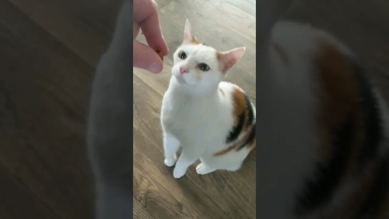 Cute Cat Eating Snacks ASMR